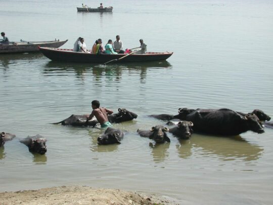 India. Buffalo bath (Benares). 2003.
